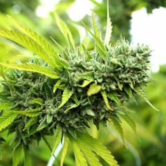 Mango OG Auto, Фасовка: 3